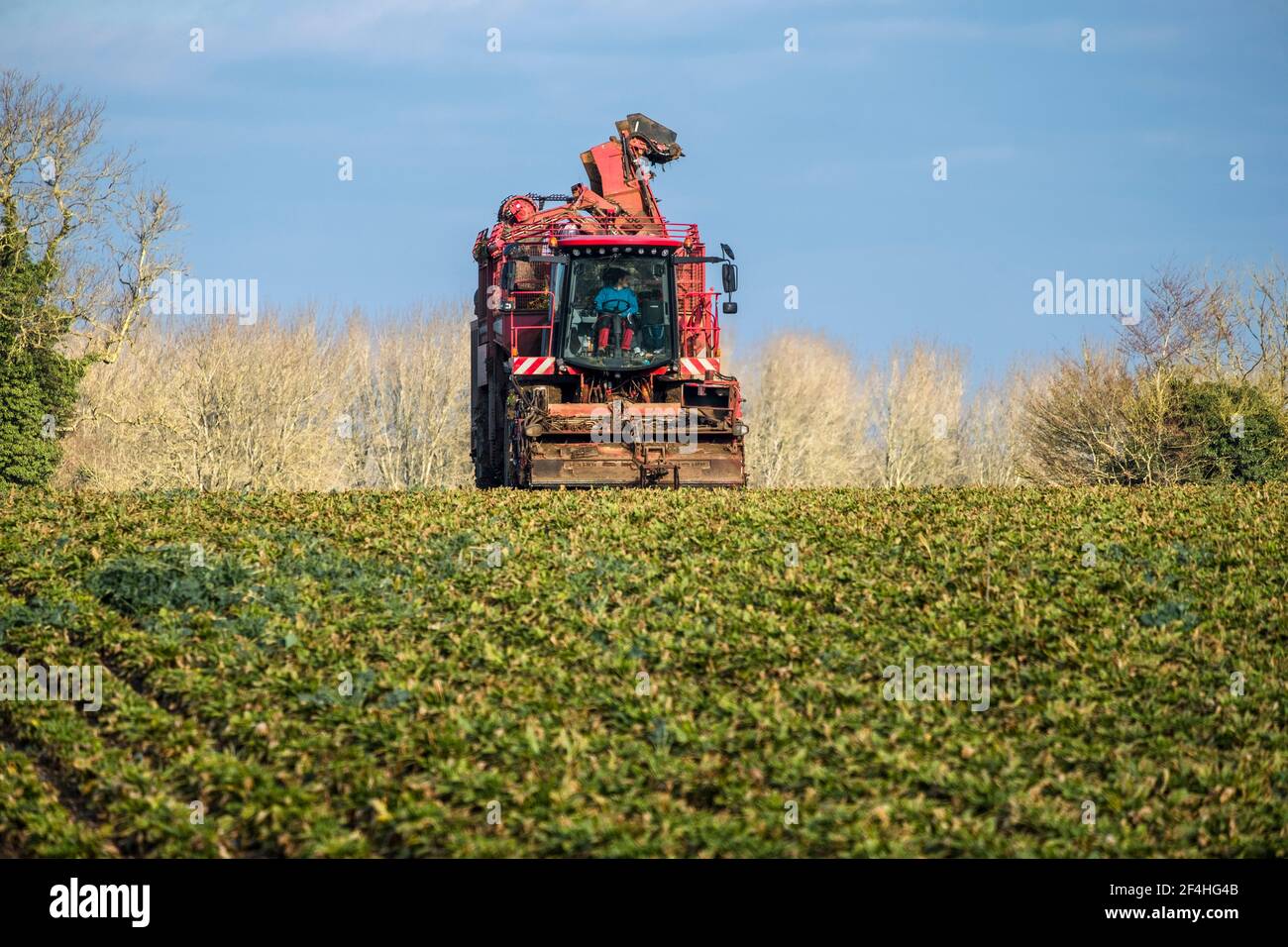 Harvesting (lifting) sugar beets. Suffolk, East Anglia, UK. Stock Photo