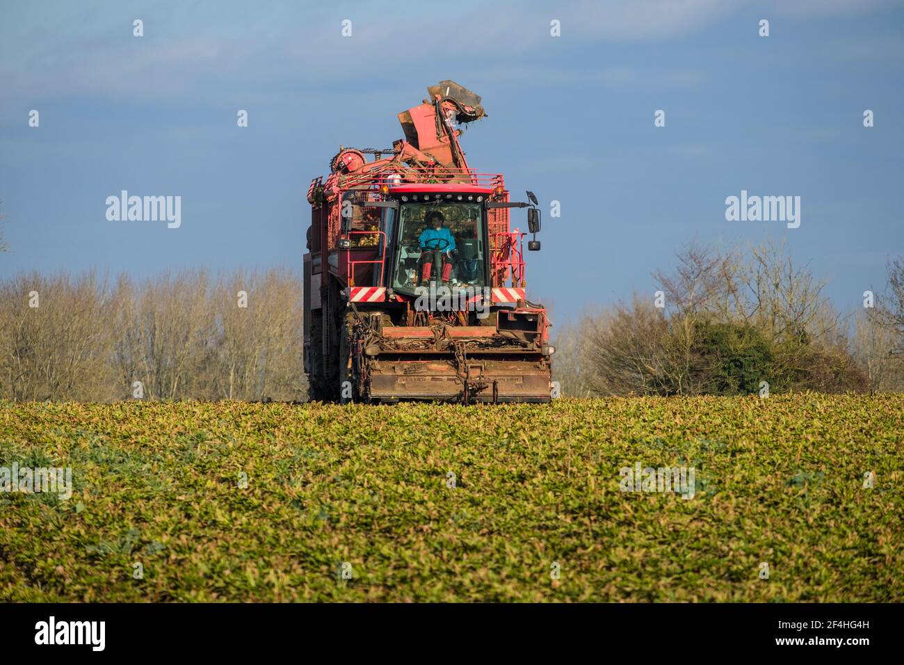 The sugar beet harvest  on a farm in Suffolk, East Anglia, UK. Stock Photo