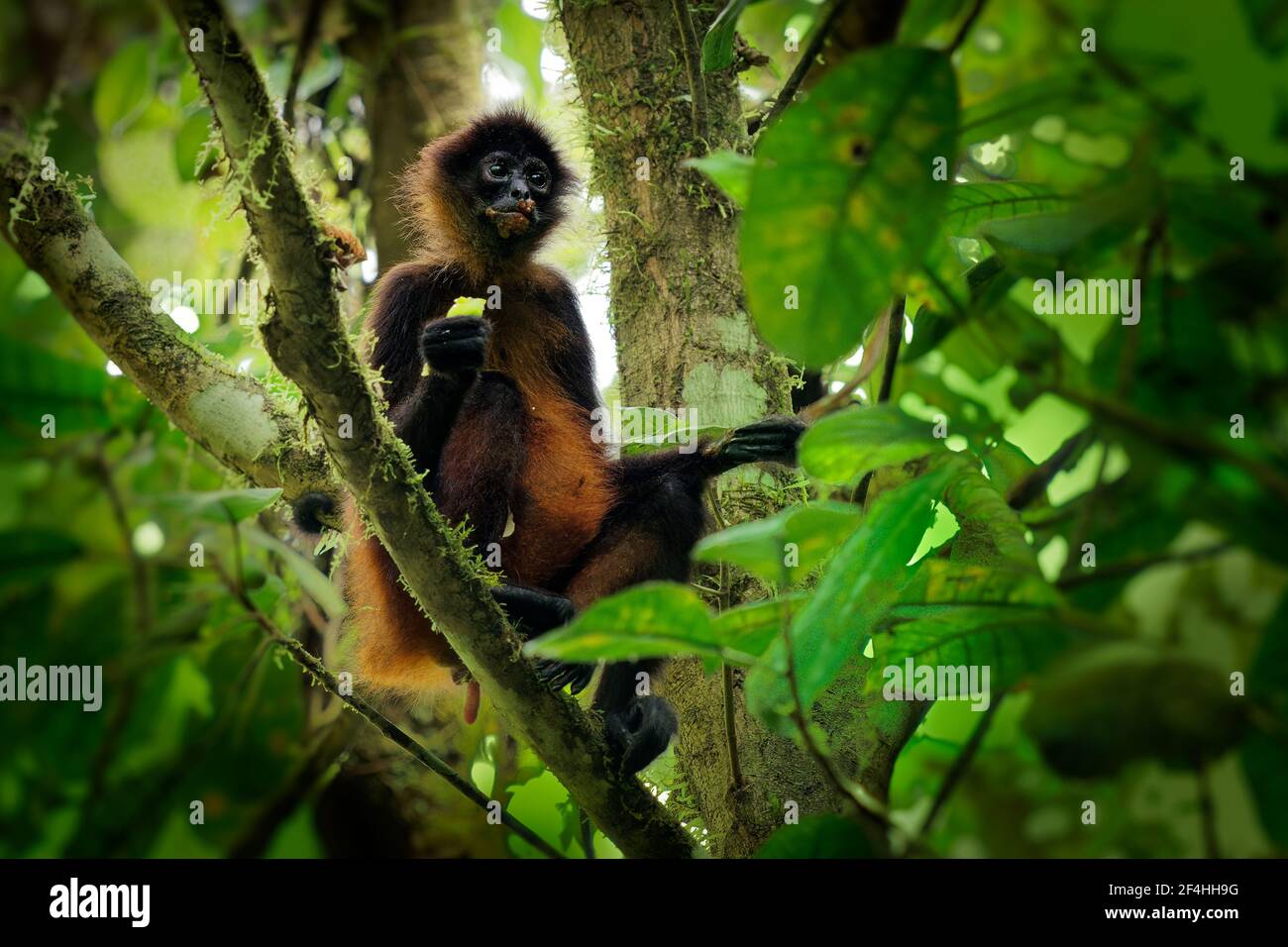 Geoffroys spider monkey - Ateles geoffroi also black-handed spider