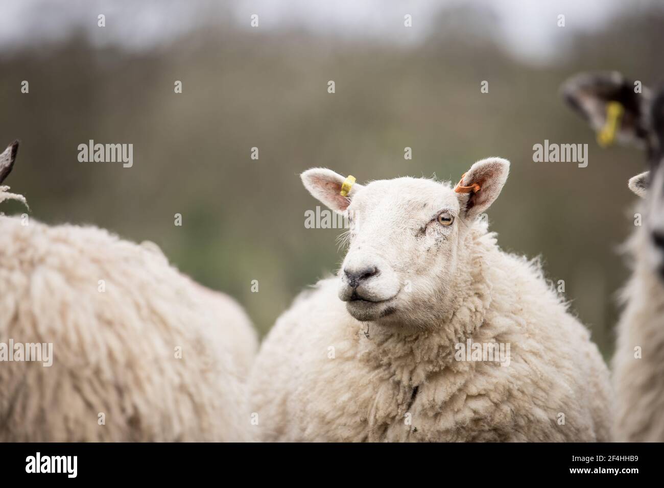 single white woolly sheep ewe British wool farming livestock Stock Photo