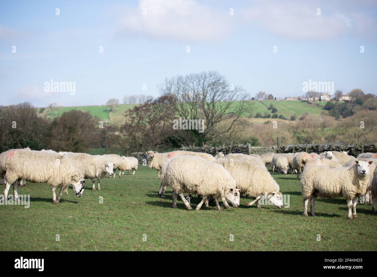 livestock farming Flock of sheep in green grass field grazing on the farm Stock Photo