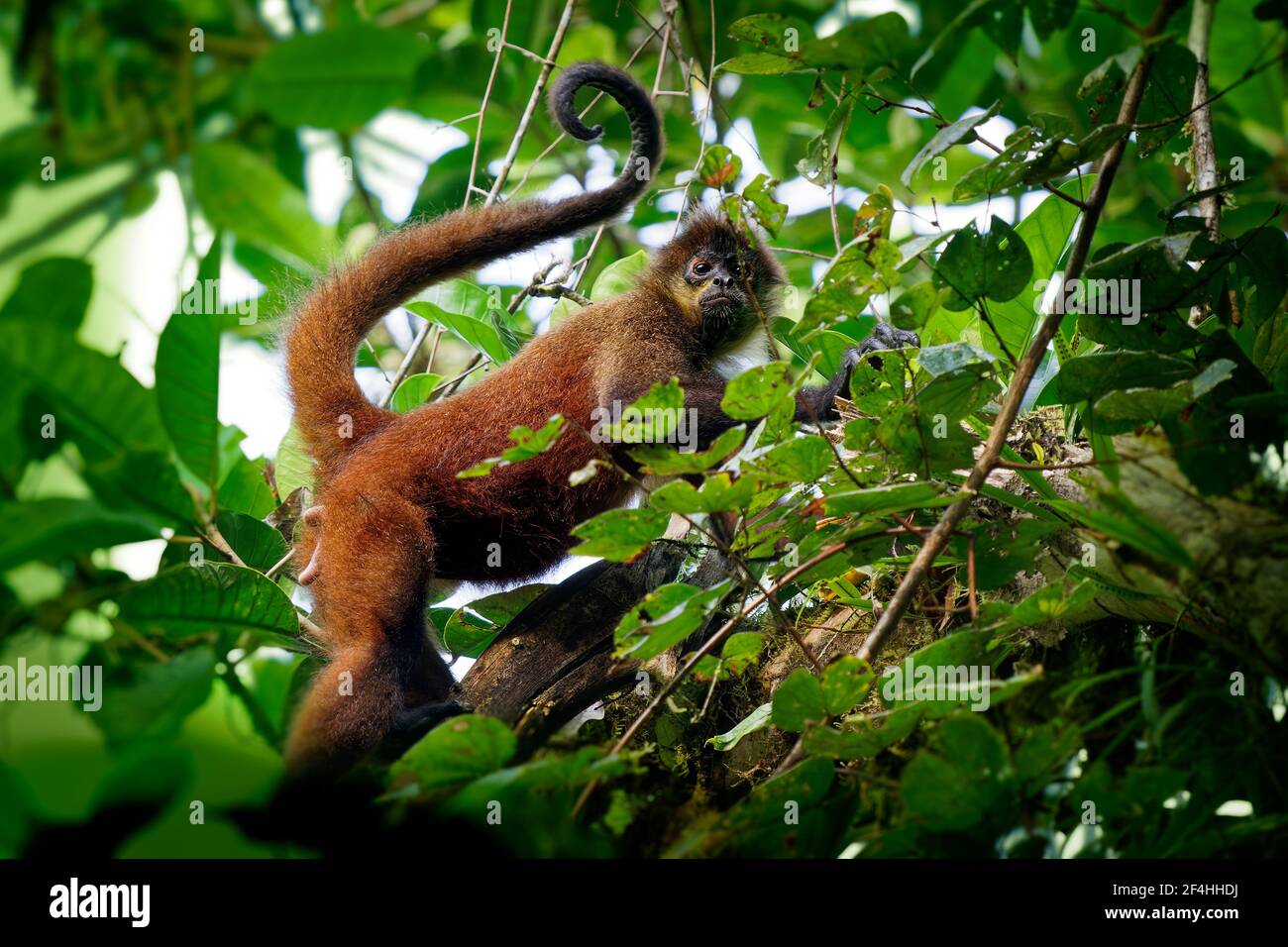 Geoffroys spider monkey - Ateles geoffroi also black-handed spider