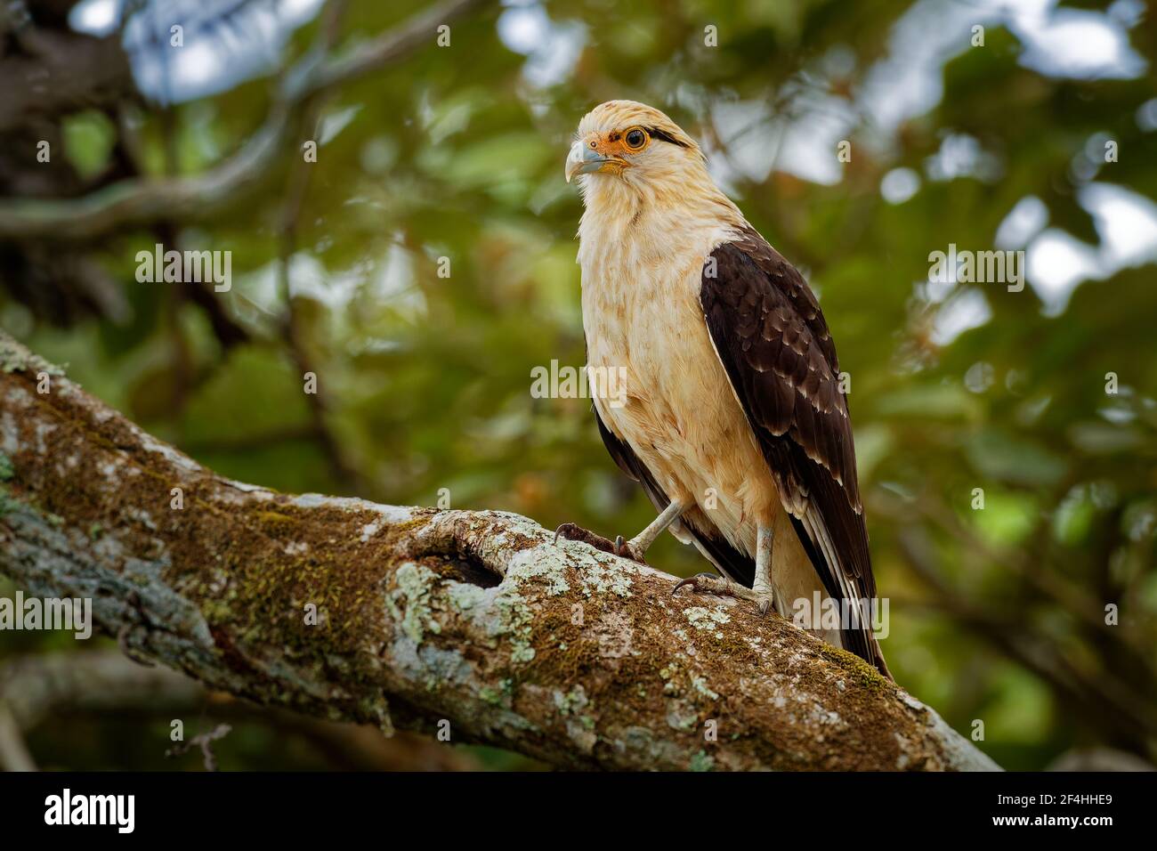 Yellow-headed Caracara - Milvago chimachima is a bird of prey in the family Falconidae. It is found in tropical and subtropical South America and the Stock Photo