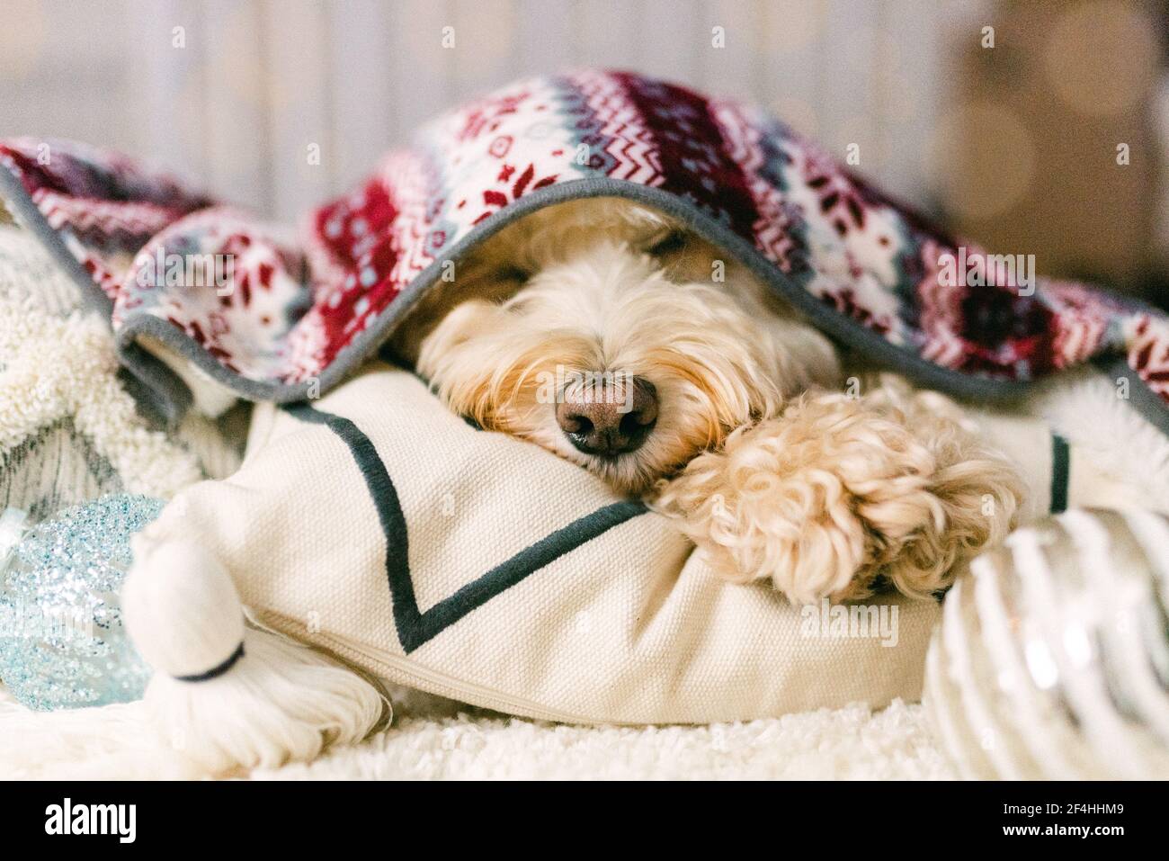 Sleepy Cockapoo dog snuggle Stock Photo Alamy