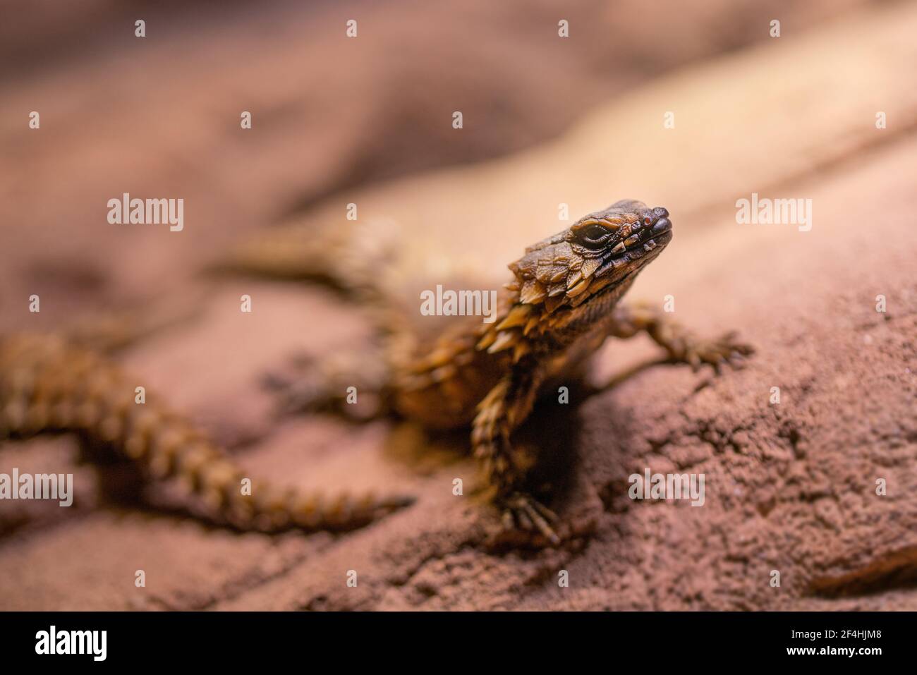 A selective focus shot of armadillo girdled lizard Stock Photo