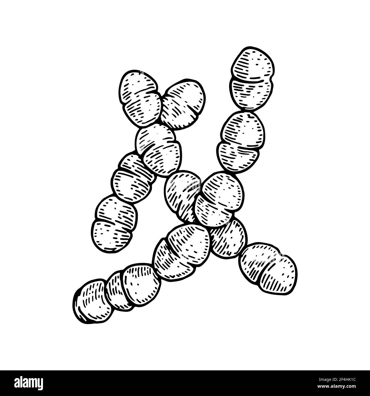 Hand drawn probiotic streptococcus thermophiles bacteria. Good microorganism for human health and digestion regulation. Vector illustration in sketch Stock Vector