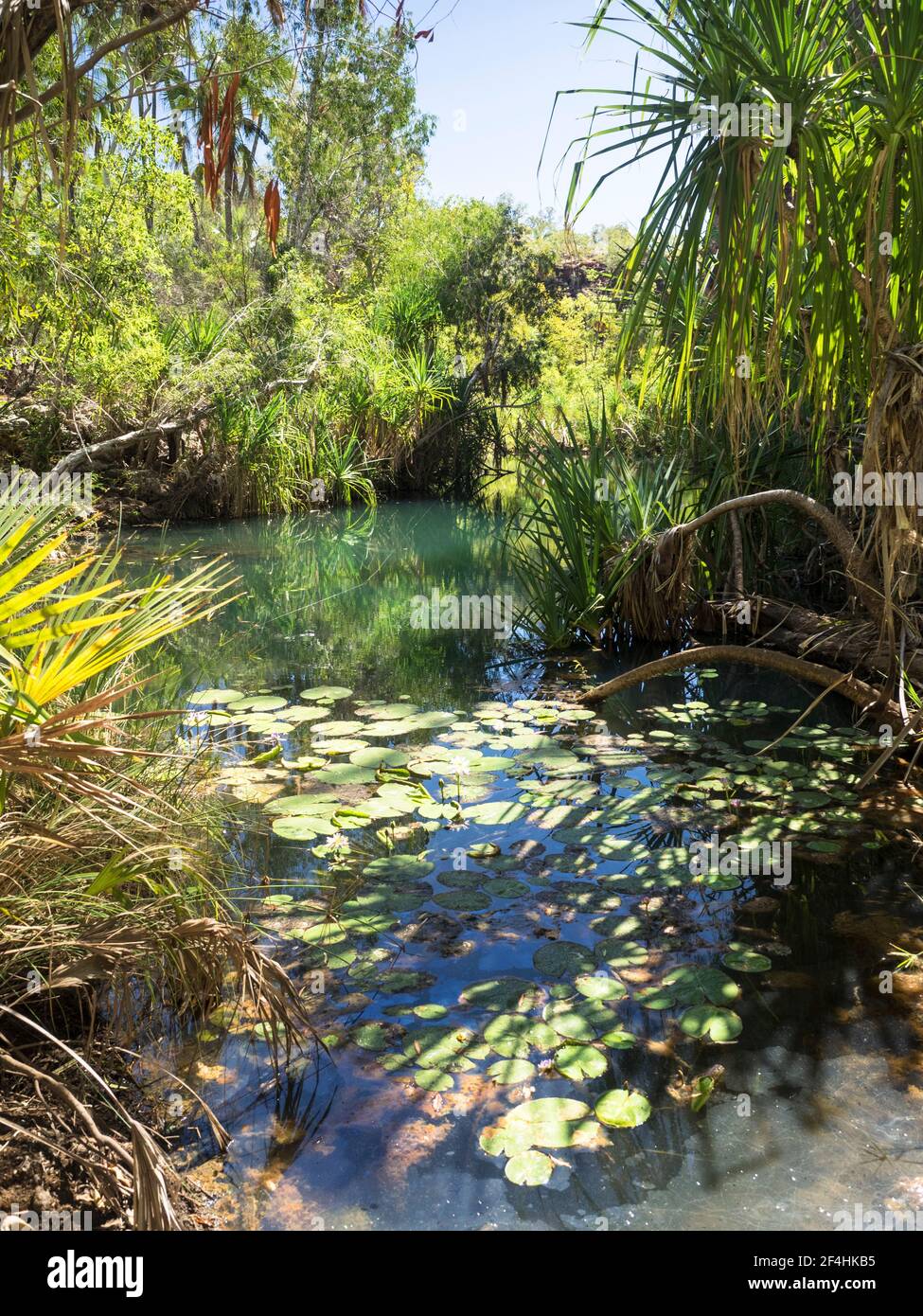 Water lilies and pandanus, Lawn Hill Lower Boodjamulla National