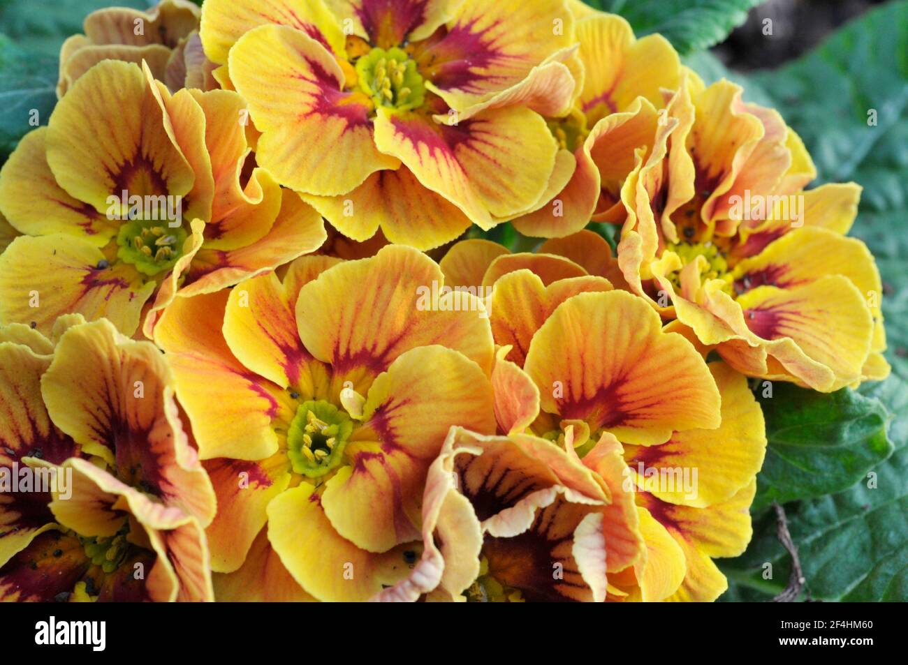 Close up of primula vulgaris Marietta a bi colour rosette F1 Polyanthus that is a yellow and red spring flowering semi evergreen hardy perennial Stock Photo