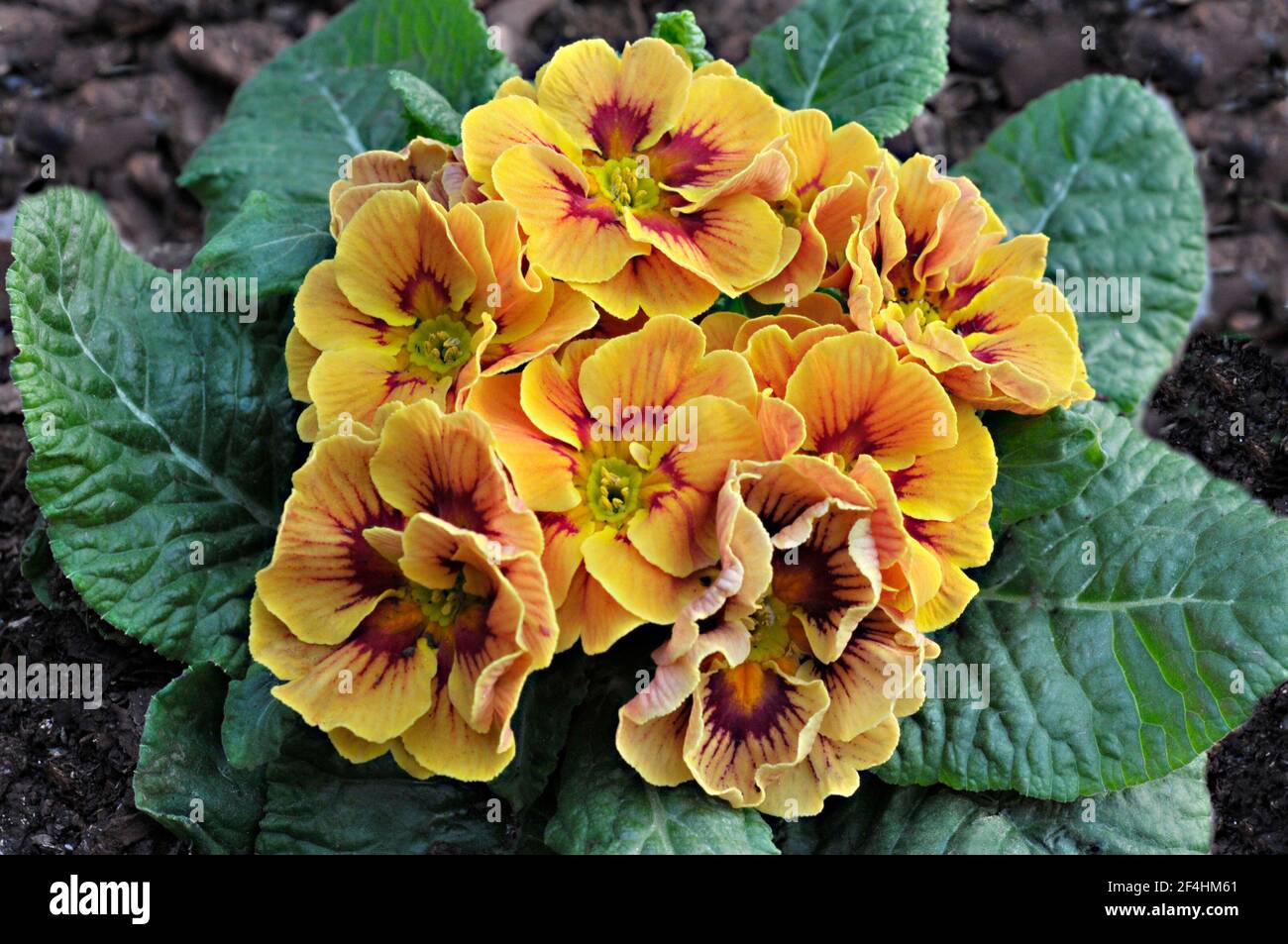 Close up of primula Marietta with rosette of leaves around flowers a bi colour F1 Polyanthus that is a yellow and red spring flowering hardy perennial Stock Photo
