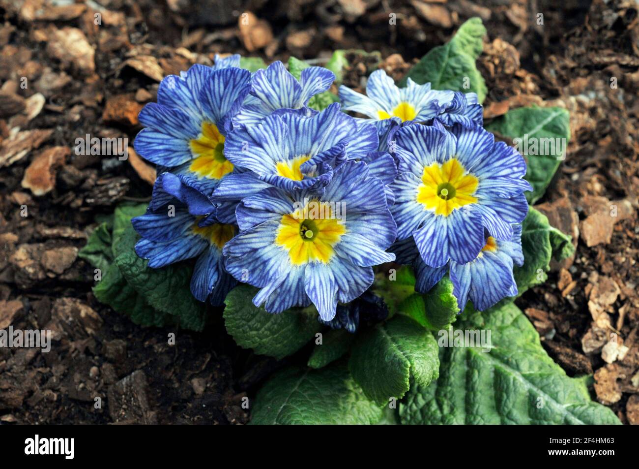 Close up of primula Moonstone a bi colour rosette F1 Polyanthus that is blue and white veined with a yellow center a spring flowering hardy perennial Stock Photo