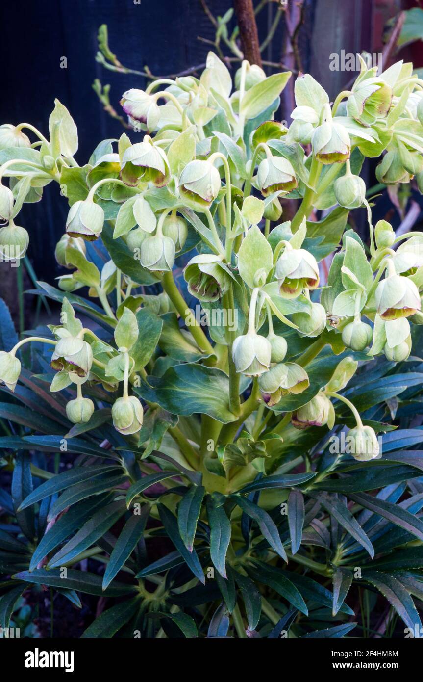 Flower cluster of Hellebore foetidus also called Stinking helleborus has small green flowers with a deep purple red edge to them a evergreen perennial Stock Photo