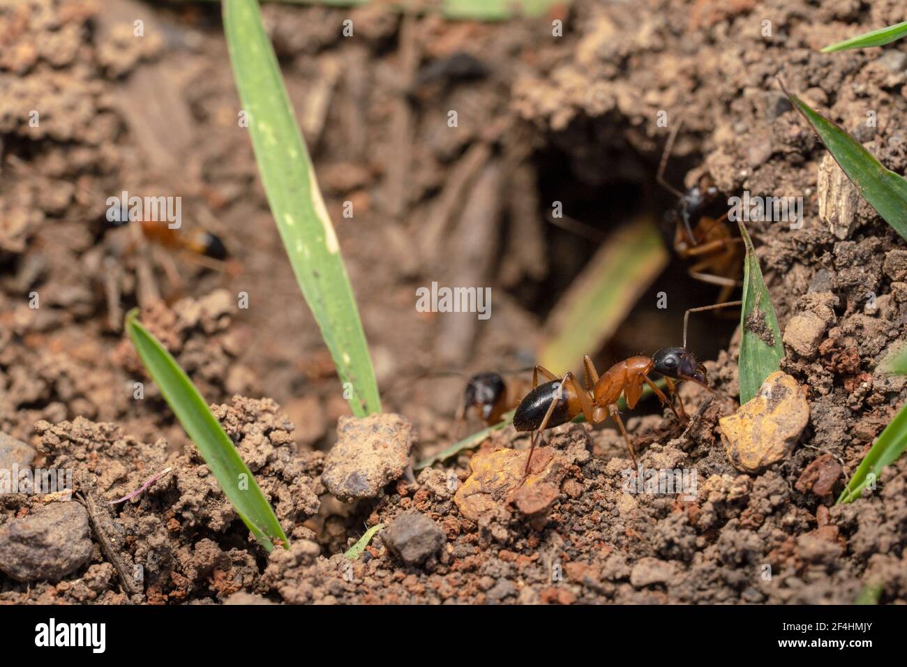 Orange sugar ants with black heads and tails coming out of its hole/home Stock Photo
