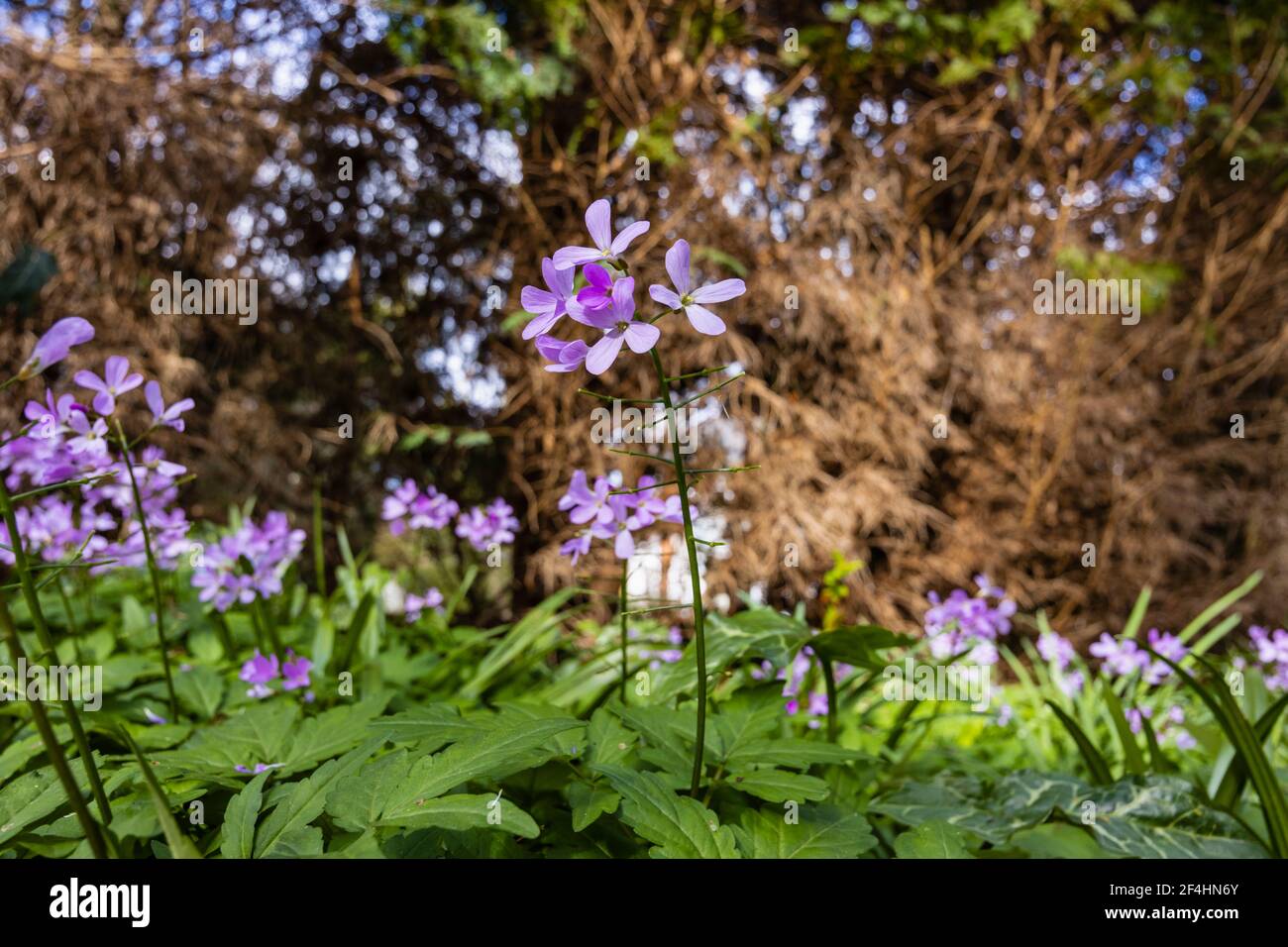 Spring flowering Cardamine quinquefolia (or Dentaria quinquefolia), the five-leaved cuckoo flower, growing in a garden in Surrey, south-east England Stock Photo