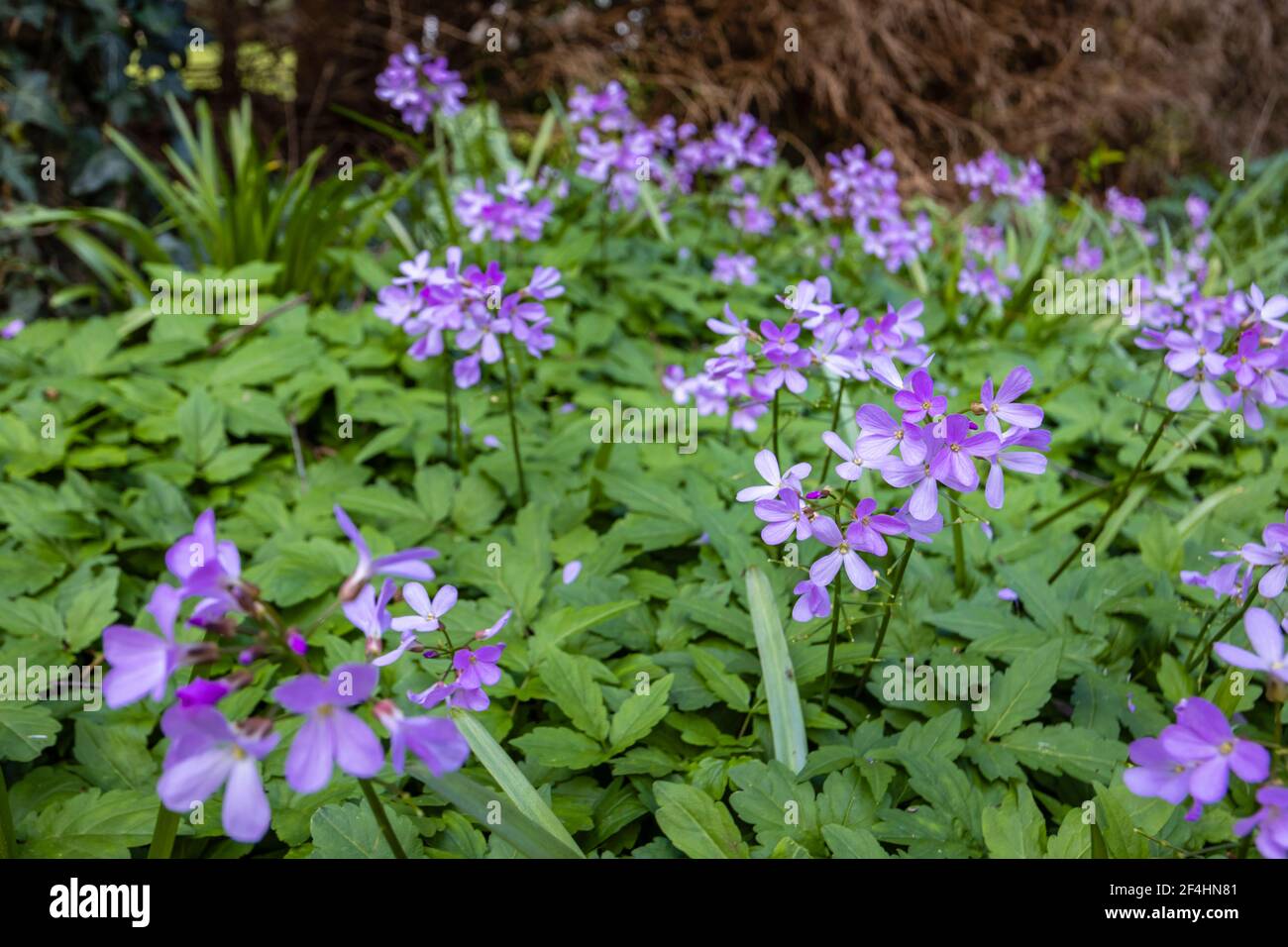 Spring flowering Cardamine quinquefolia (or Dentaria quinquefolia), the five-leaved cuckoo flower, growing in a garden in Surrey, south-east England Stock Photo