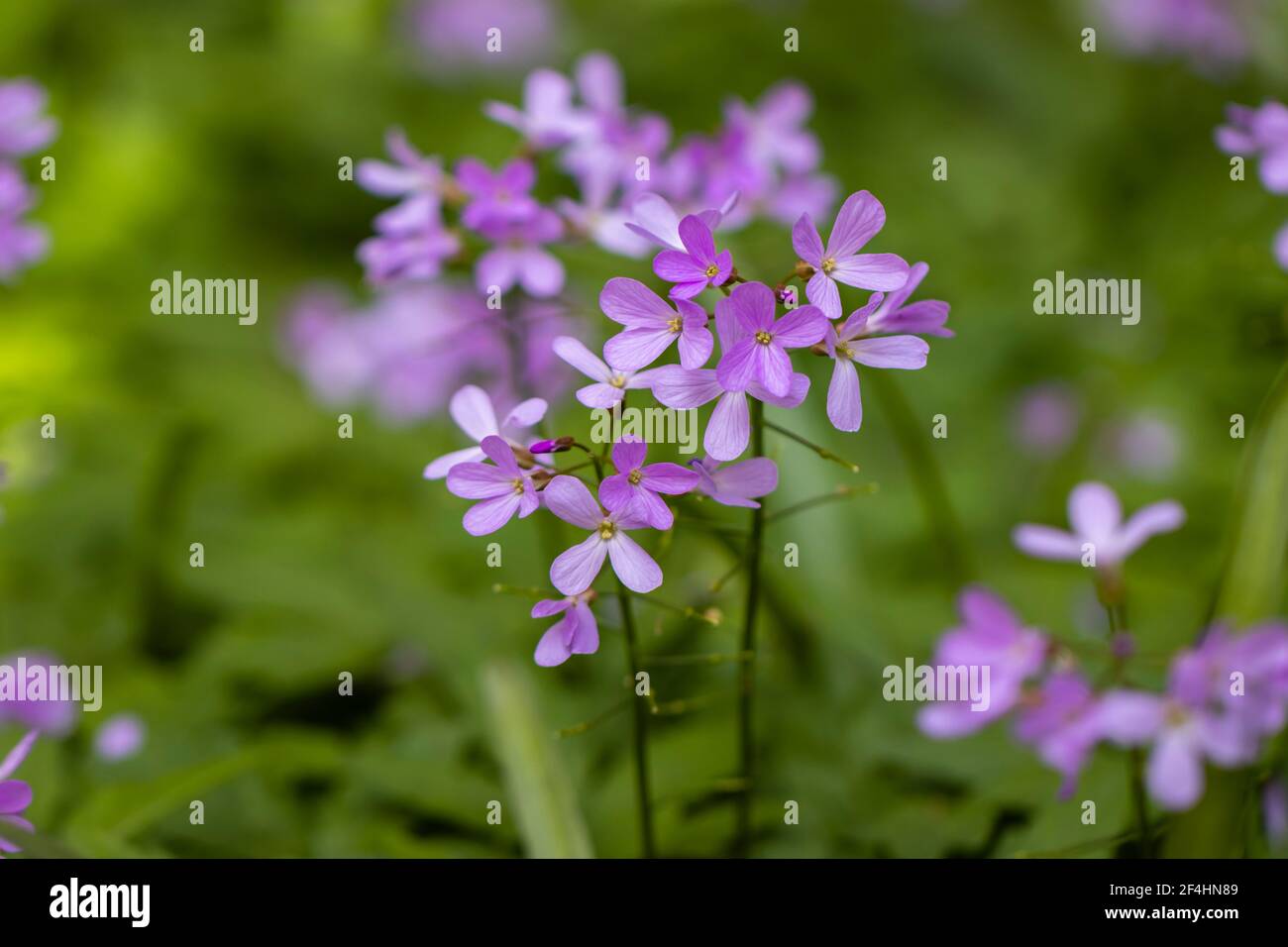 Spring flowering Cardamine quinquefolia (or Dentaria quinquefolia), the five-leaved cuckoo flower, growing in a garden in Surrey, south-east England Stock Photo