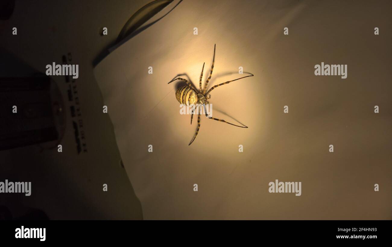 closeup photo of spider in laboratory Stock Photo