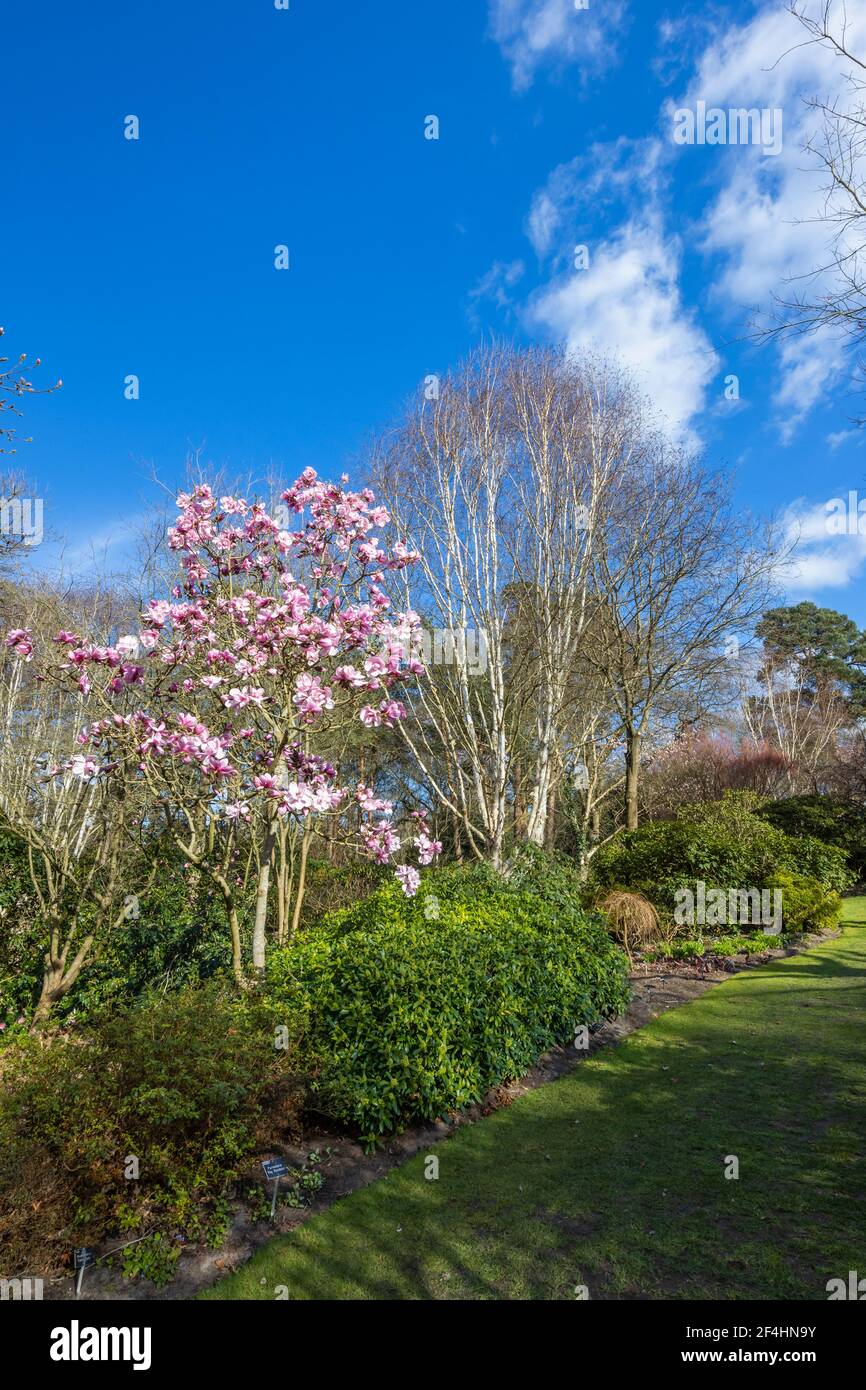 Caerhays belle hires stock photography and images Alamy