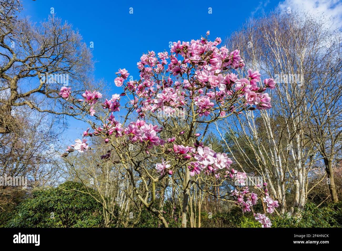 Pink magnolia 'Caerhays Belle' tree flowering in spring in front of a