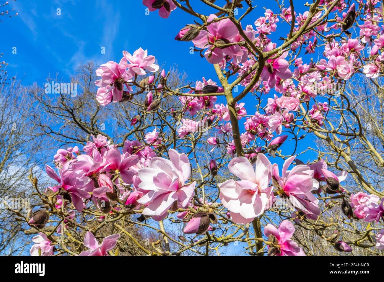 Large salmon pink flowers of the deciduous magnolia 'Caerhays Belle' tree flowering in spring in RHS Garden, Wisley, Surrey, south-east England Stock Photo