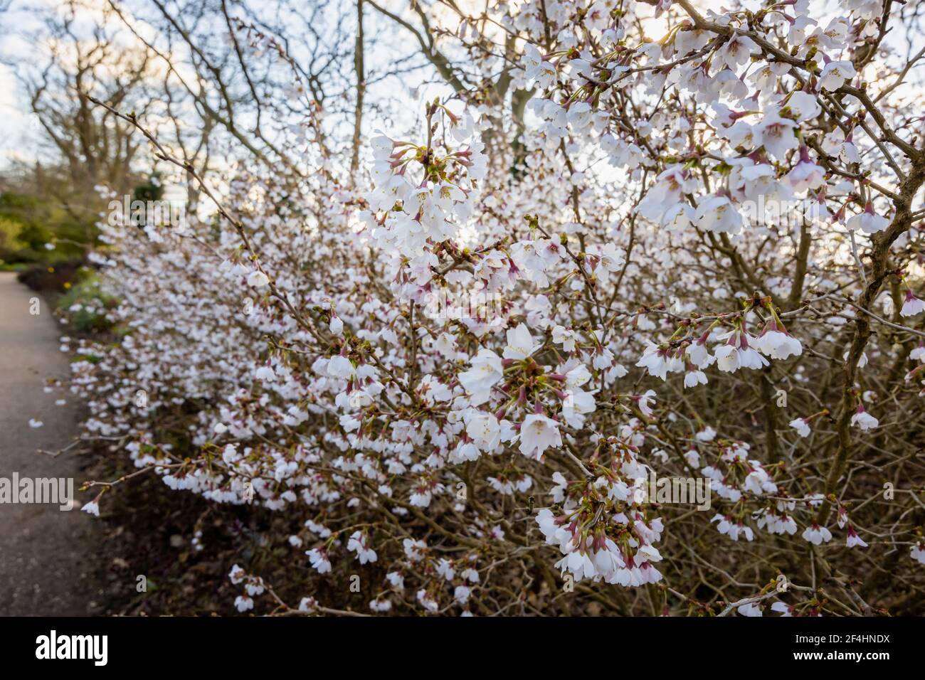Prunus incisa Fuji cherry 'Kojo-no-mai' with delicate white flowers flowering in early spring in RHS Garden, Wisley, Surrey, south-east England Stock Photo