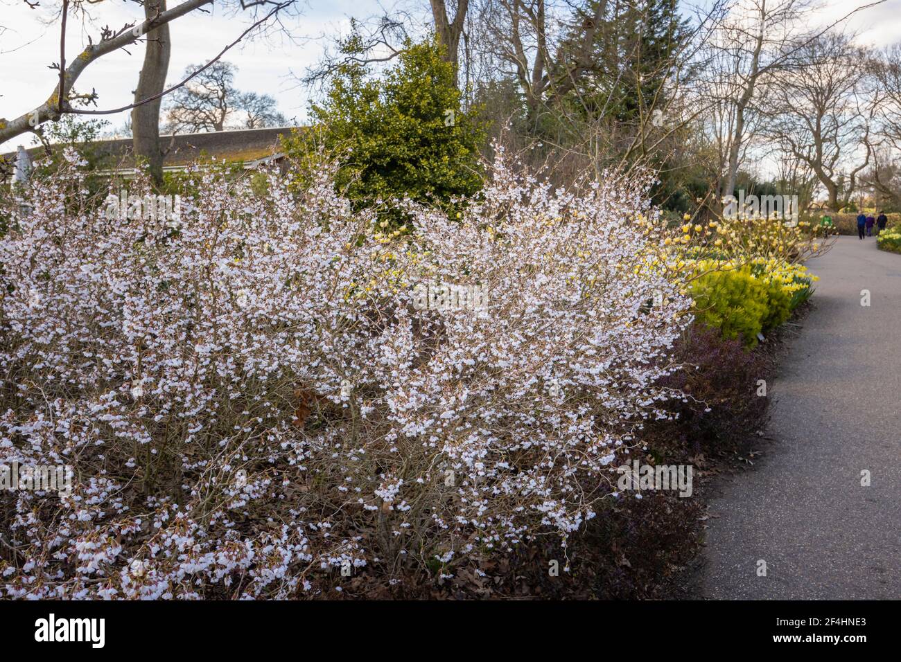 Prunus incisa Fuji cherry 