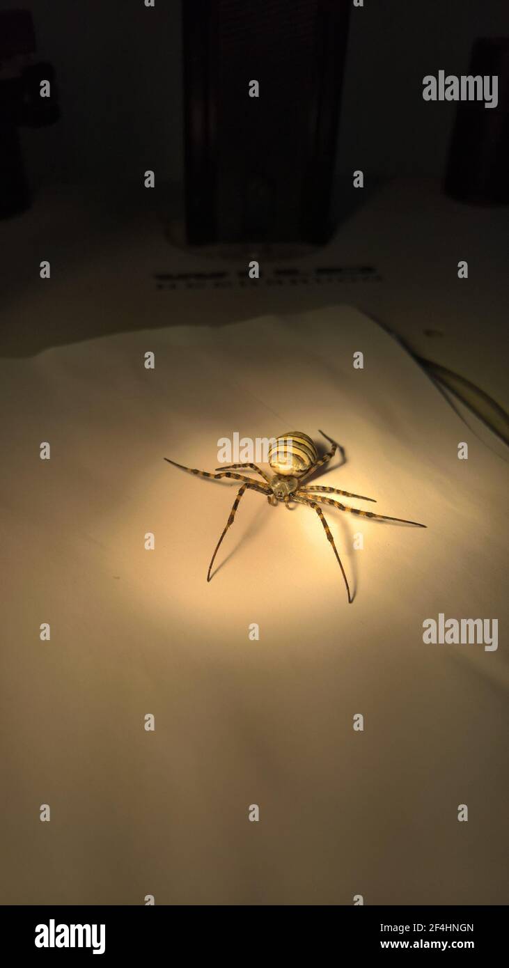 closeup photo of spider in laboratory Stock Photo