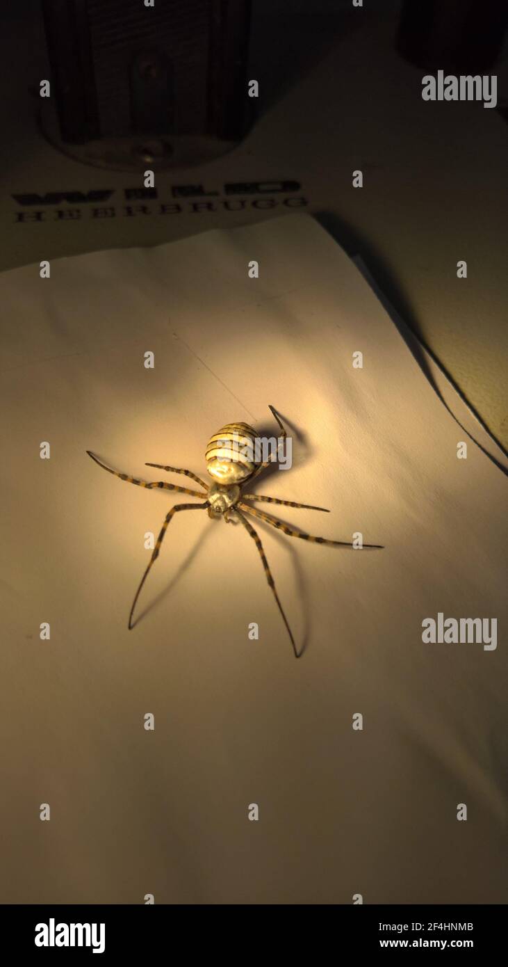 closeup photo of spider in laboratory Stock Photo