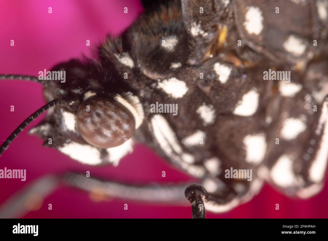 Black and white spotted butterfly with big round eyes Stock Photo Alamy