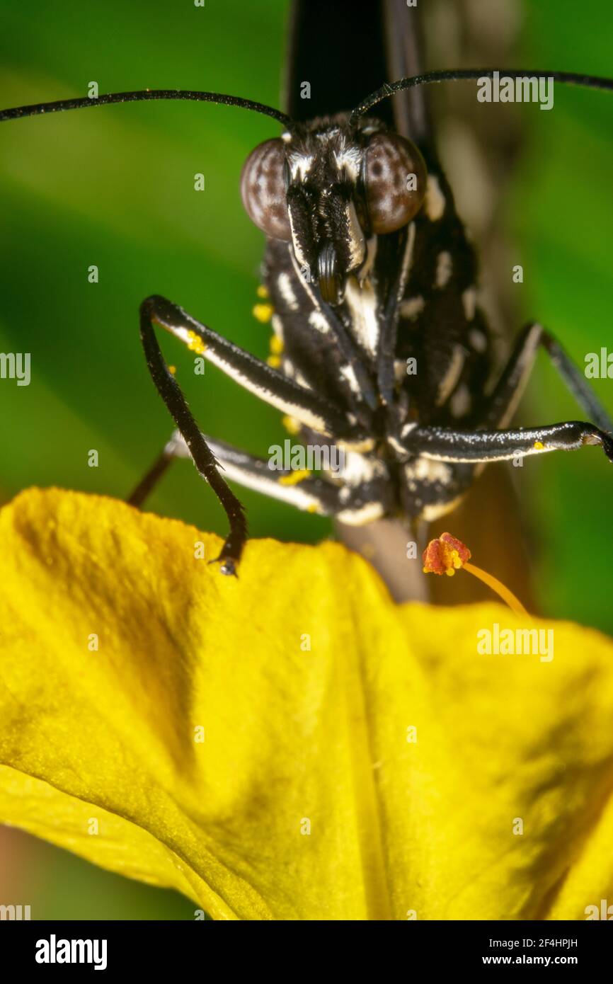 Close up shot of a crow butterfly with big eyes and antennas Stock Photo