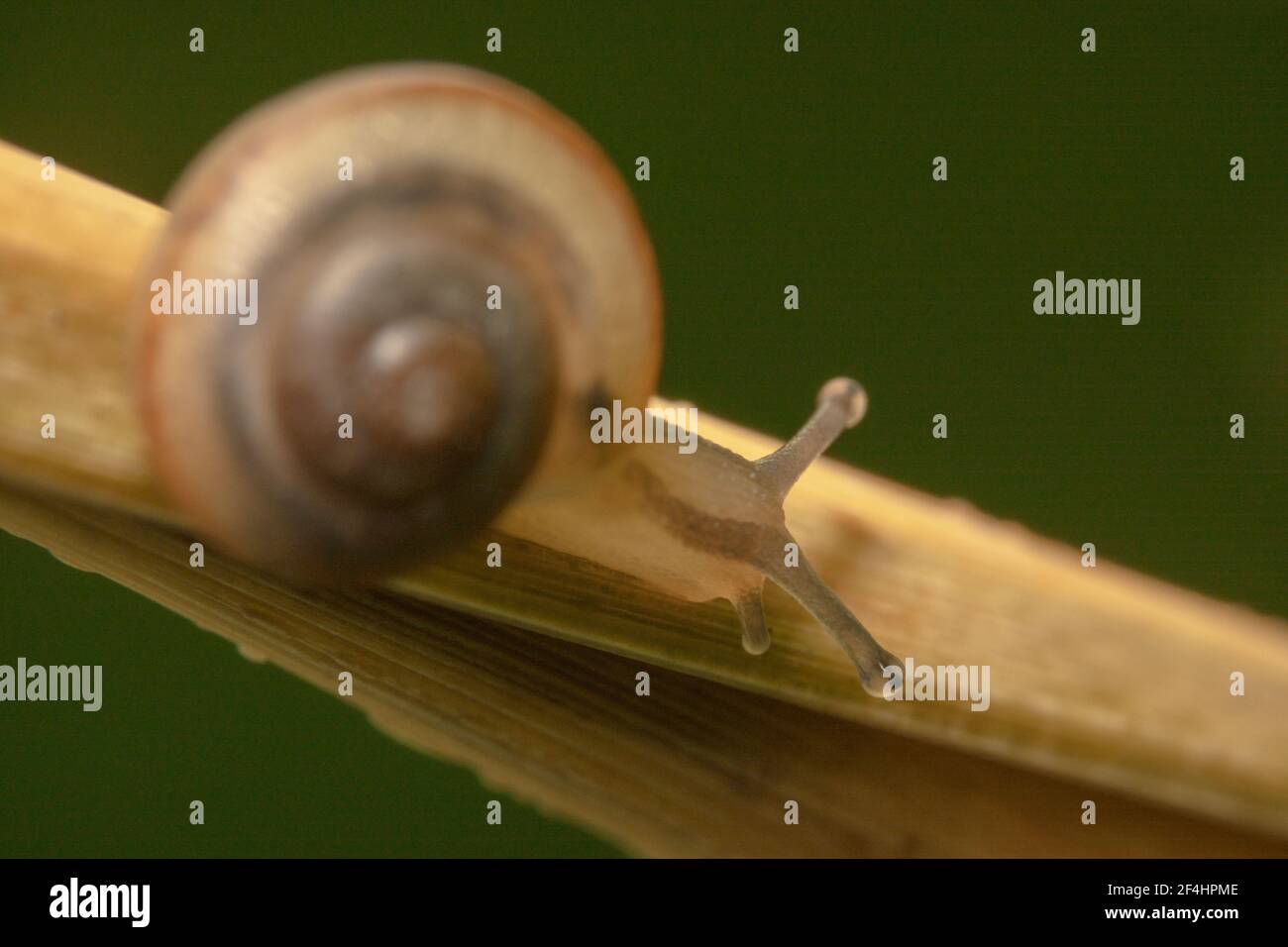 Snail with big shell crawling Stock Photo