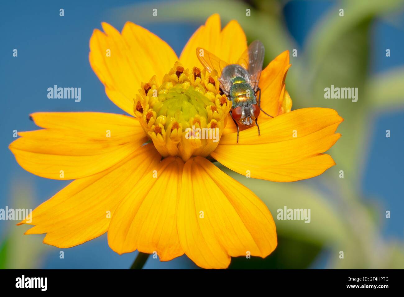Shiny housefly with big eyes resting on a yellow gerbera daisy flower Stock Photo