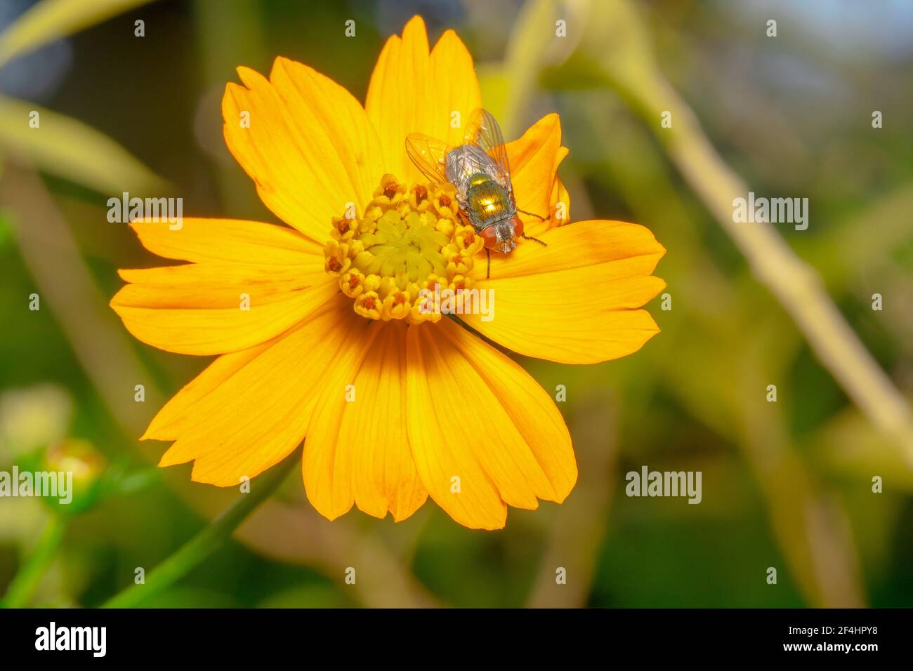 Orange gerbera daisy flower and a shiny housefly Stock Photo