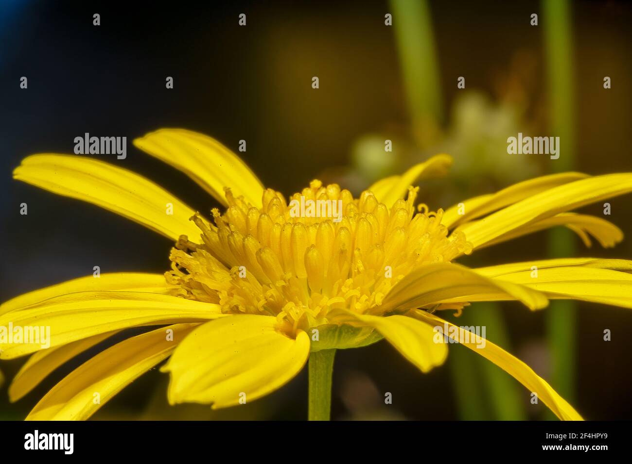 Close up shot of a Yellow gerbera daisy flower Stock Photo