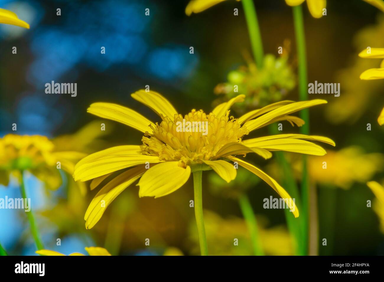 Yellow gerbera daisy in a garden Stock Photo
