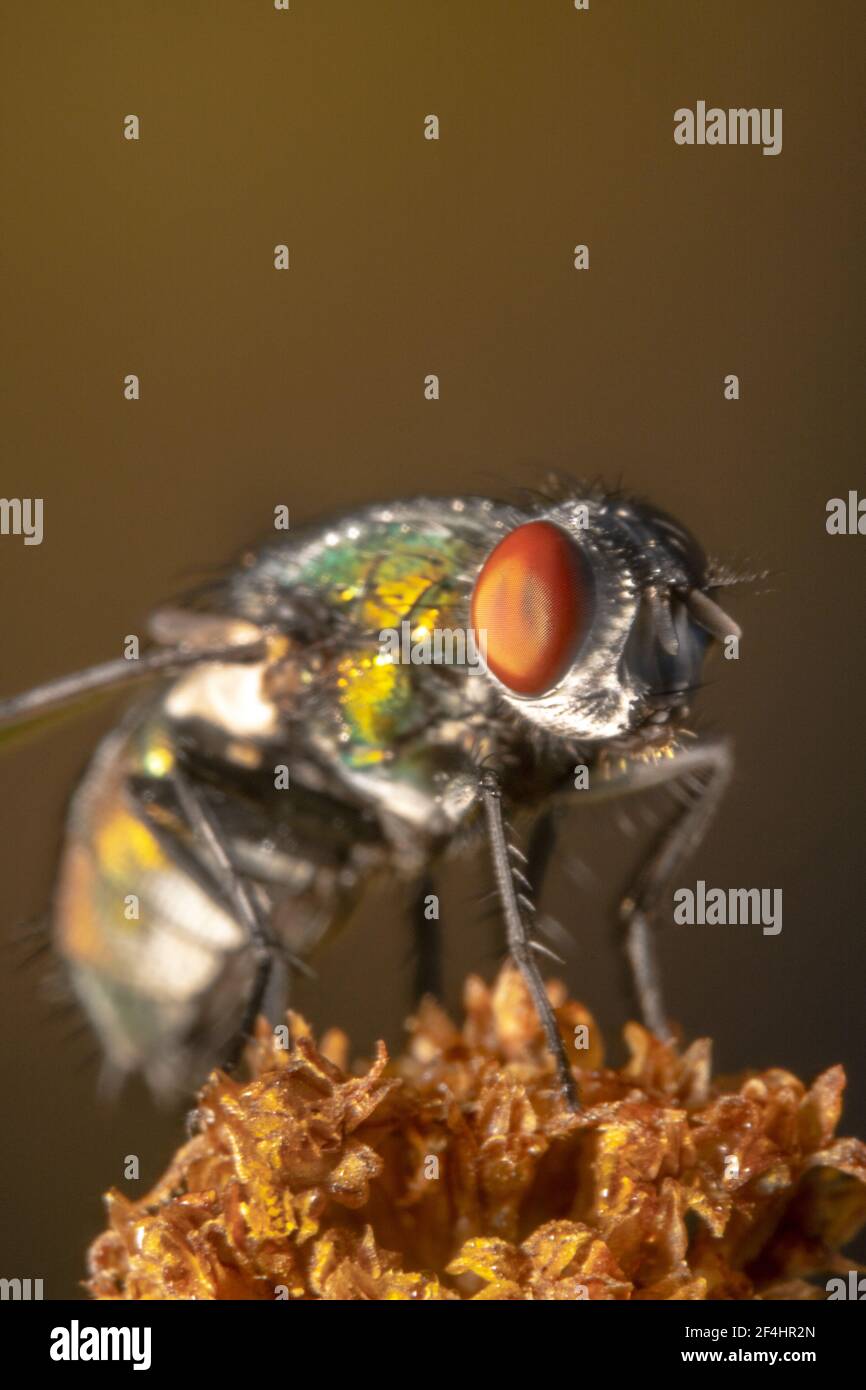 Portrait shot of a curled up shiny green fly Stock Photo