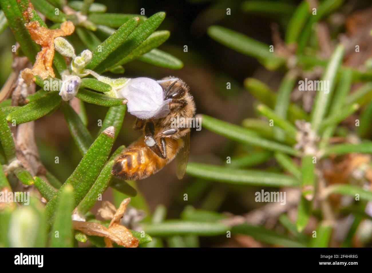 Curvy honey bee with its face inside a white flower Stock Photo