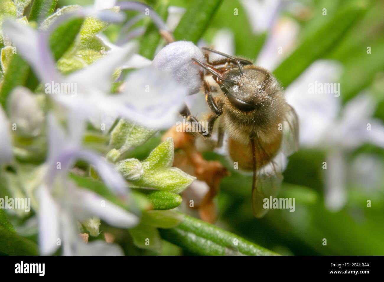 Honey bee drinking nectar from a white flower Stock Photo