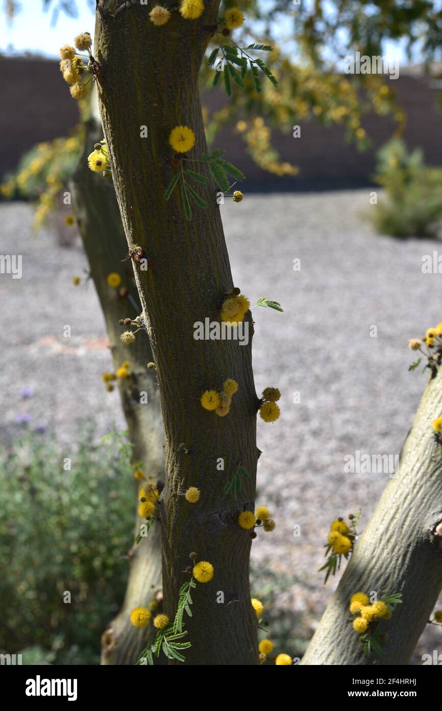 Blooms on the bark of a sweet acacia tree Acacia farnesiana Stock Photo