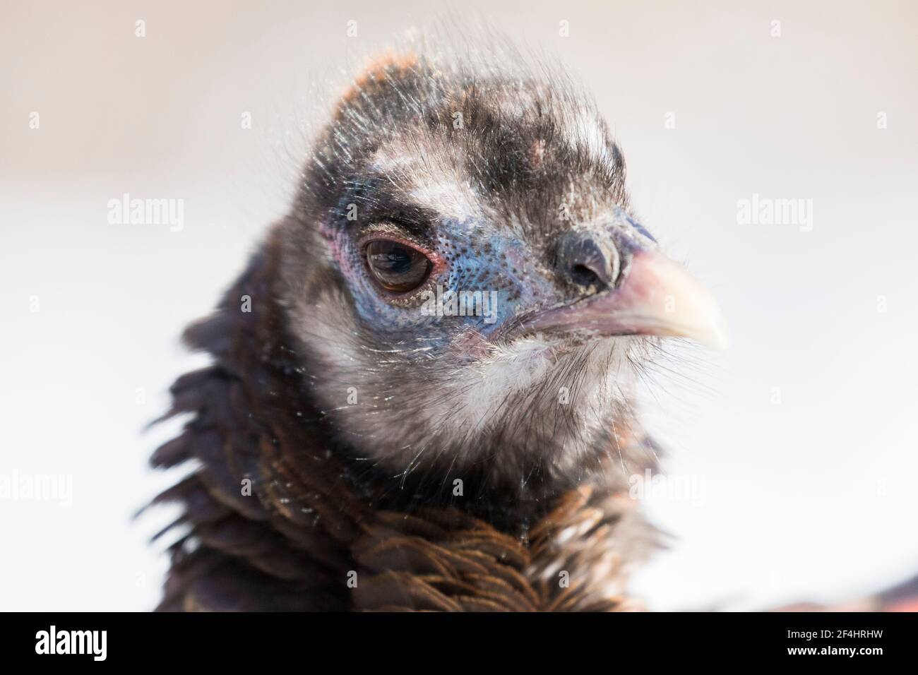 wild turkey portrait in winter Stock Photo