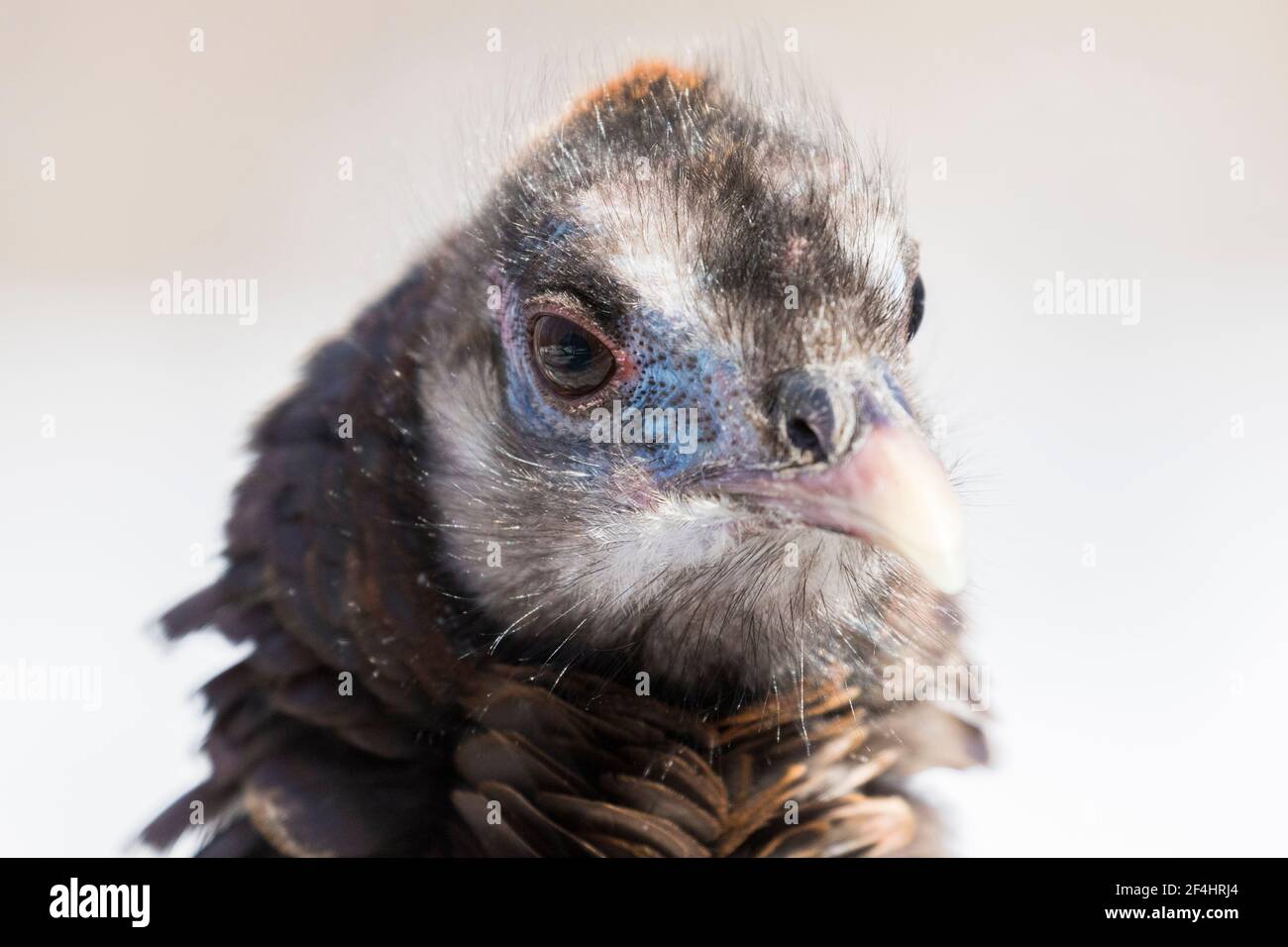 wild turkey portrait in winter Stock Photo