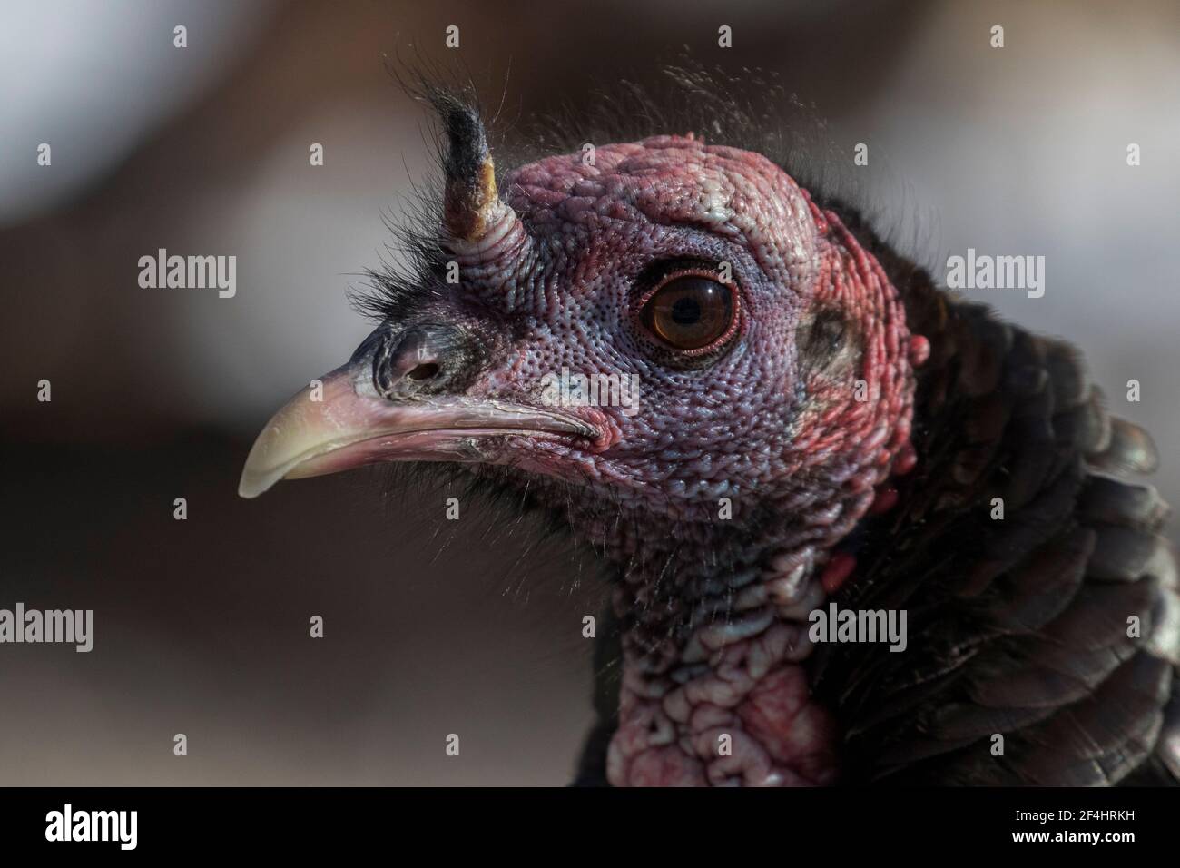 wild turkey portrait in winter Stock Photo