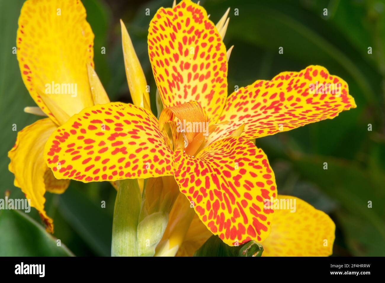 Yellow Canna Lily with orange spots colourful flower blossomed Stock Photo