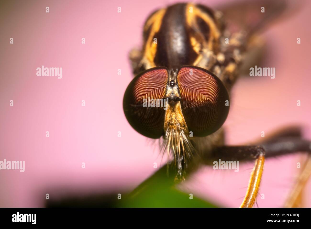Robber/assassin fly with pink background Stock Photo