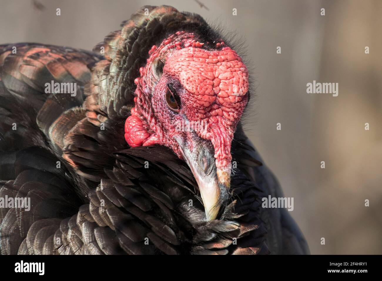 wild turkey portrait in winter Stock Photo