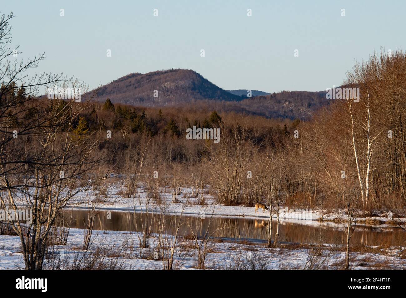 A late winter view of the Sacandaga River valley with a whitetail deer feeding along the water and Dug and East Mountains in the background. Stock Photo