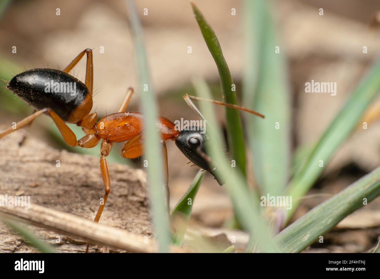 https://c8.alamy.com/comp/2F4HTNJ/black-headed-orange-sugar-ants-scientific-name-camponotus-nigriceps-walking-down-the-hill-shot-through-the-grass-2F4HTNJ.jpg