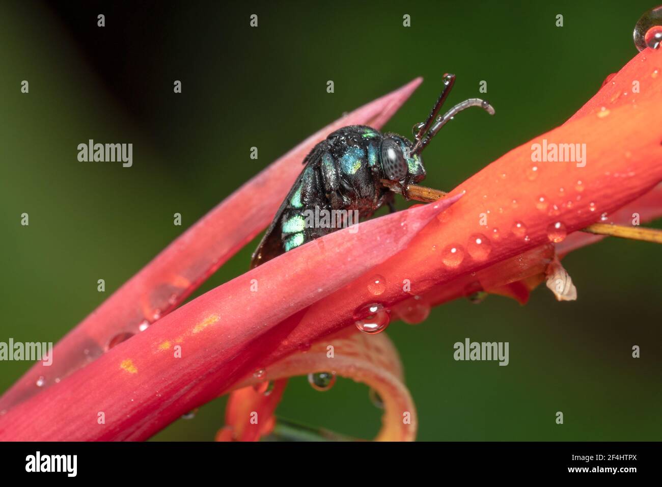 Australian native Thyreus nitidulus Neon Cuckoo bee/blue and black striped bee lookig for nectar Stock Photo