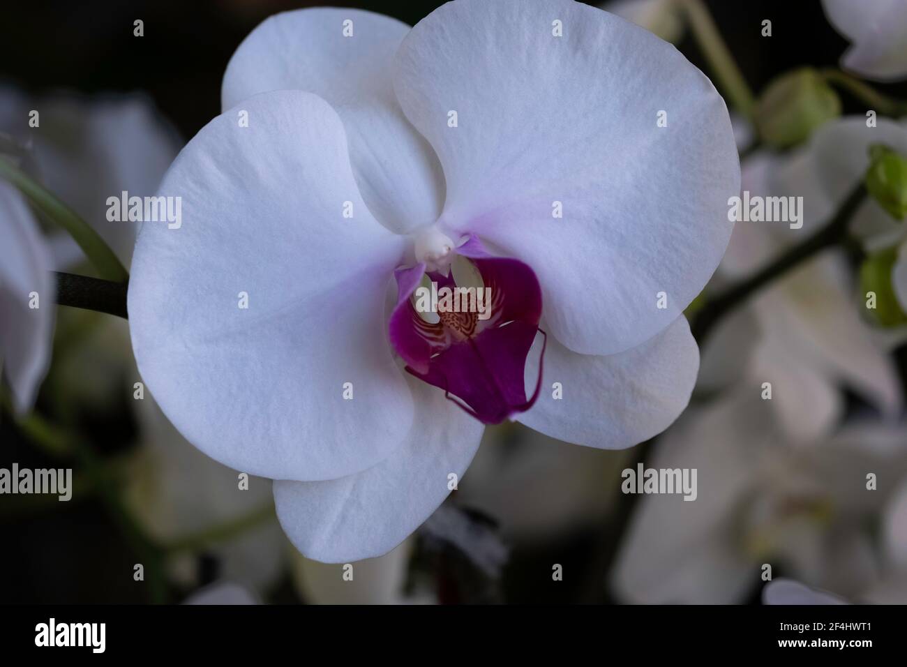 Beautiful Pink Orchids High Resolution Stock Photography and Images - Alamy