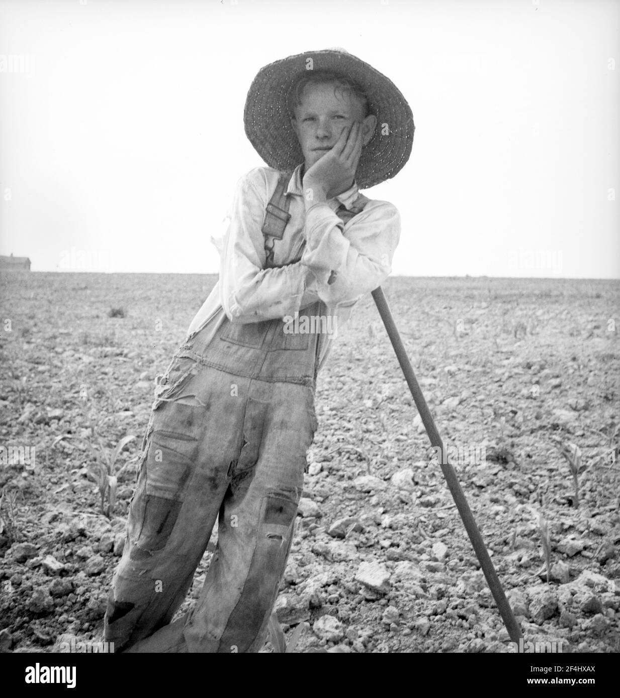 Hoe culture in the South. Poor white, North Carolina. 1936. Photograph by Dorothea Lange. Stock Photo