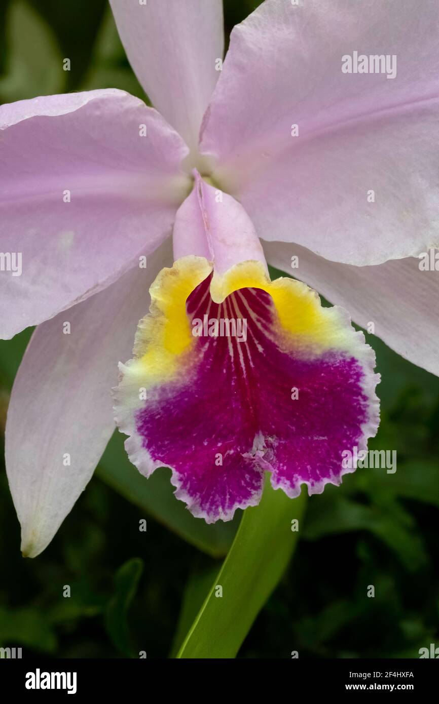 Trumpet Lily Flower Stock Photo Alamy